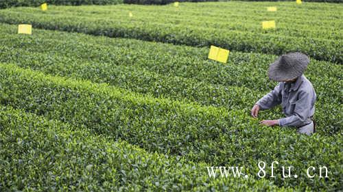 2017年福鼎寿眉茶饼