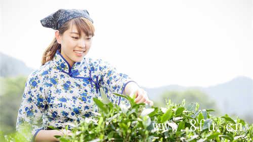 福鼎大白茶是甚么茶