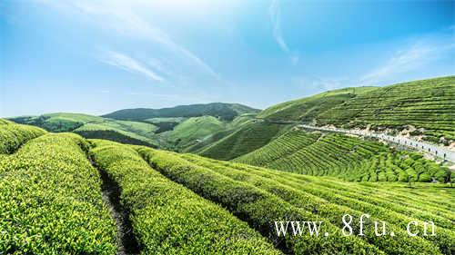 福鼎白茶是什么茶