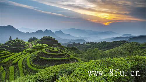 白茶压饼好还是散茶好
