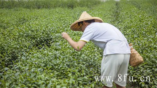 新老白茶的优势在哪