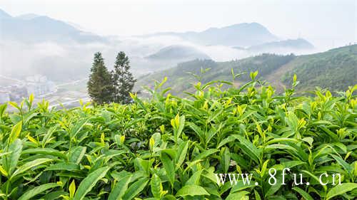 2015年白茶荒野寿眉价格