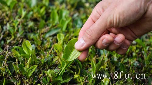 普洱茶不完全属于黑茶