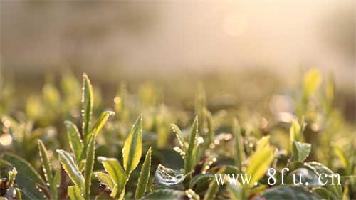 每天喝茶和不喝的区别…太惊人了