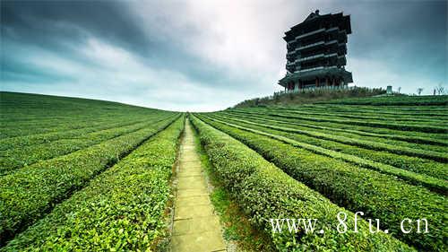 寻茶之旅福鼎大岗村