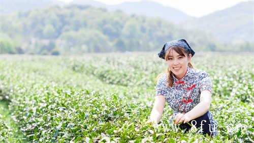 玫瑰红茶女士最爱的茶叶