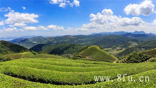 福鼎方家山村百年制茶匠心打造