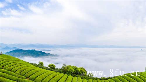 铁观音和大红袍哪个更好喝