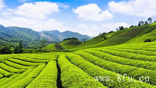 福鼎白茶价格连年上涨