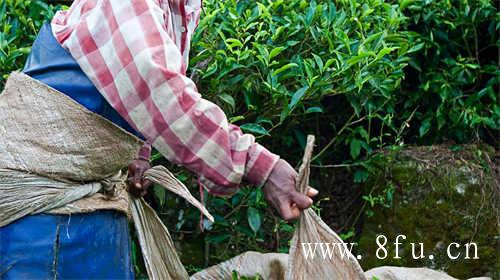 福鼎白茶寿眉茶饼怎么破