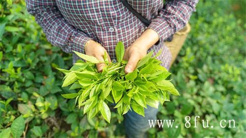 陈茶饼和新茶饼哪个好