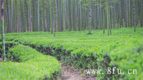 福鼎太姥山大红袍茶