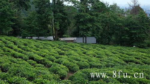 白茶福建政和白茶母樹茶湯