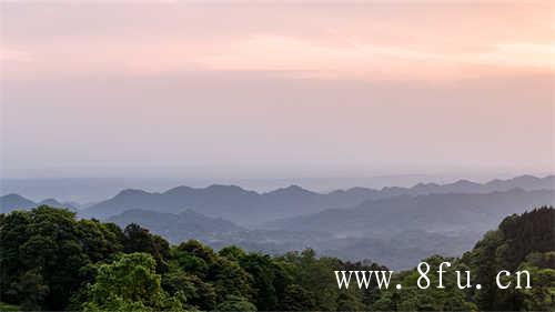 福鼎太姥山核心景区茶树