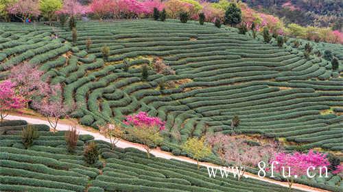 福鼎老白茶茶王白茶