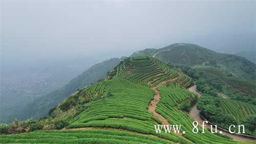 白茶的功效与作用白茶是什么茶