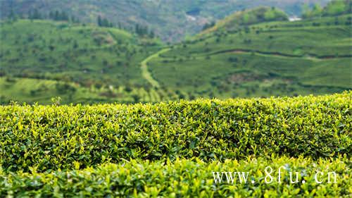 立秋贡眉饼茶青采摘