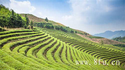 台湾高山乌龙蜜香梨山茶