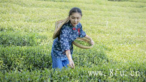 福鼎白茶价格表是怎样的