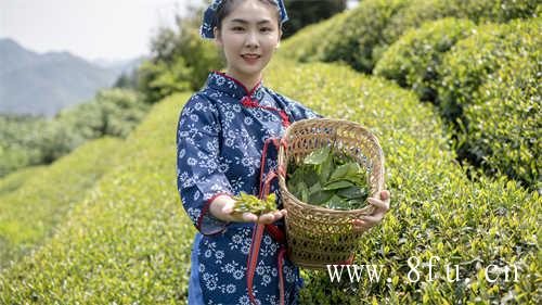 影响福鼎老白茶价格的因素有哪些