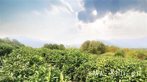 湖州考察组参观绿雪芽白茶庄园