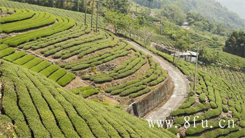 福鼎白茶茶树多久修剪一次合适