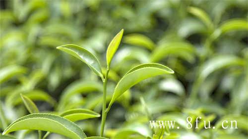 2021福鼎白茶开茶节开启