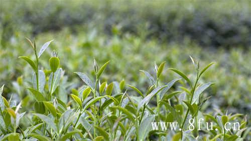 散茶和饼茶的区别在哪里