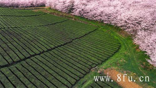 七年一级贡眉茶多少钱一斤