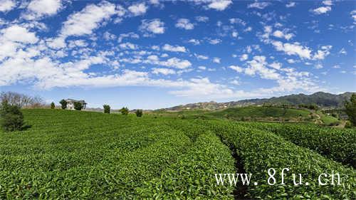 福鼎白毫银针茶单价