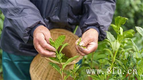 福鼎老白茶饼行情表