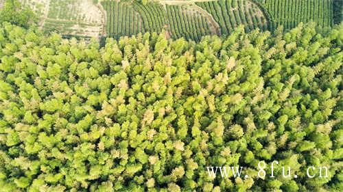 徐家野生白茶高山基地