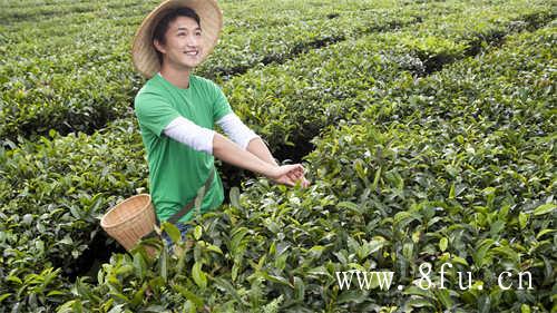 福鼎旧白茶饼价格