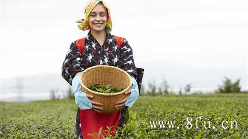 福鼎老白茶清热降火的神器