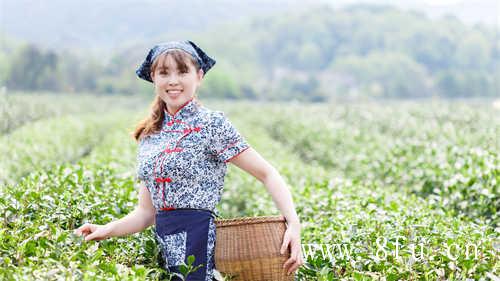 菜茶的生长特点