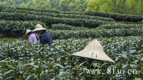 福鼎白茶的功效与作用有哪些