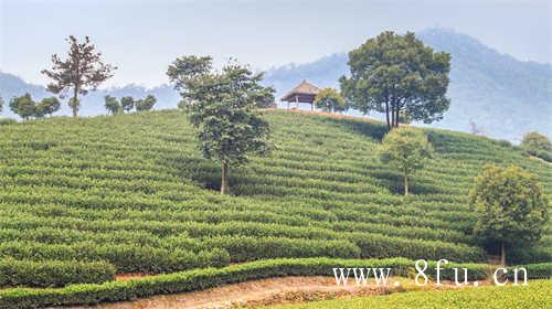 现在中国普洱茶十大品牌