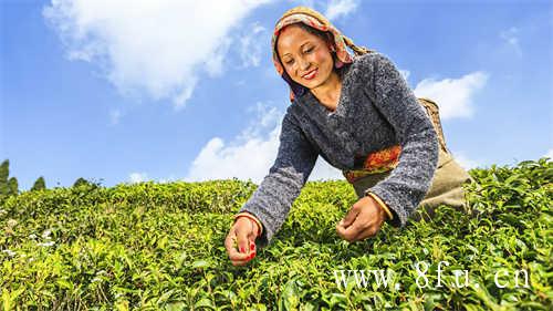 特级老白茶寿眉茶饼价格