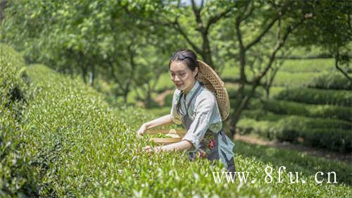 福鼎白茶的分类你知道吗