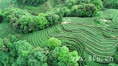 茶里桂花乌龙茶