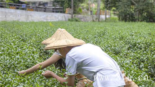 白毫银针茶