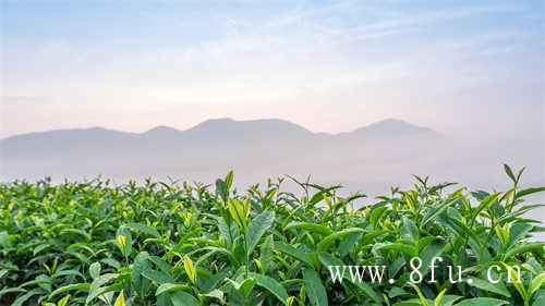 乌龙茶到底是什么茶