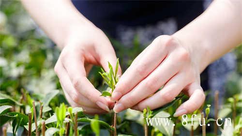 寿眉是白茶中低端茶吗