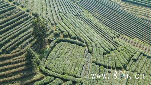 第八届福鼎白茶开茶节盛大开幕