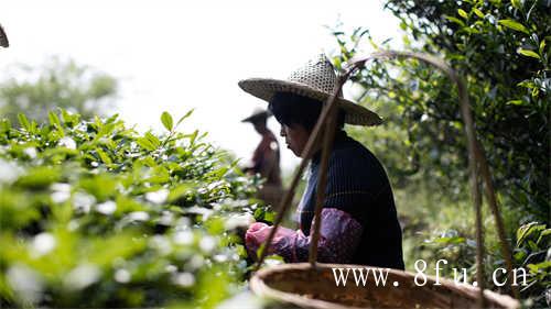 白茶一年茶三年药十年宝